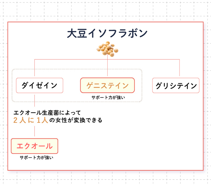 アグリコン型ゲニステインの解説図